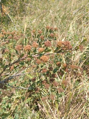 Spiraea crenata, photograph (c) Maria Kohanovskaya, some rights reserved (CC BY)