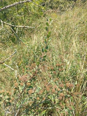 Spiraea crenata, photograph (c) Maria Kohanovskaya, some rights reserved (CC BY)