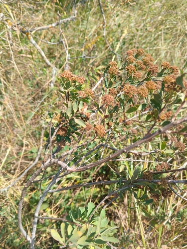 Spiraea crenata, photograph 5