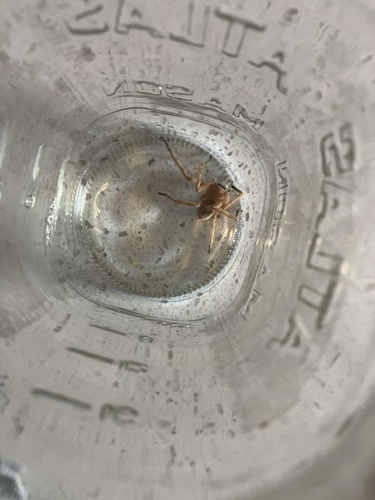 Giant Crab Spider