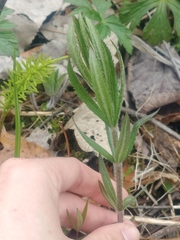 Veronicastrum virginicum