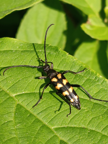 four-banded longhorn beetle