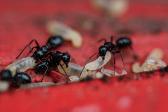 Camponotus werthi