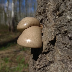 Pleurotus calyptratus