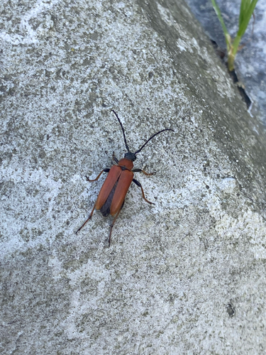 Red Pine Longhorn Beetle