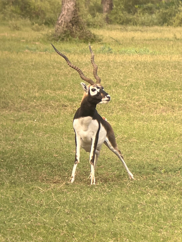 Blackbuck
