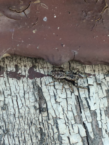 Fencepost jumping spider