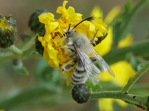 Common Pantaloon Bee photo 5