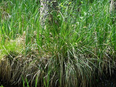 Carex paniculata