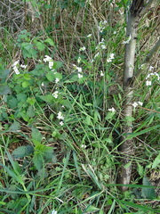 Arabidopsis arenosa