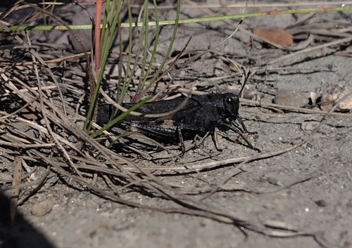 Rattle Grasshopper