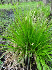 Carex elongata