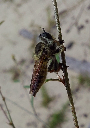 Tiny Beebandit