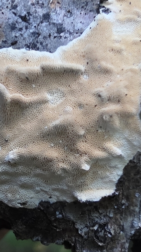 Junghuhnia nitida observed 2026-08-08