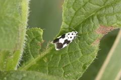 Ethmia quadrillella