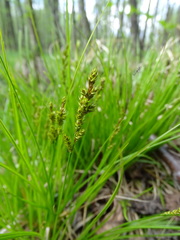 Carex elongata
