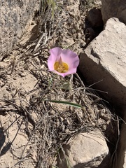 Calochortus ciscoensis