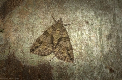 Polyclysta hypogrammata