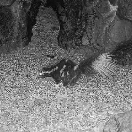 Western Spotted Skunk observed by jnelson