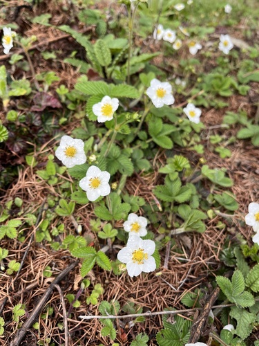 Fragaria nubicola, photograph 1