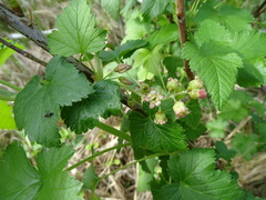 Ribes nigrum