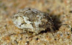 Phimodera humeralis