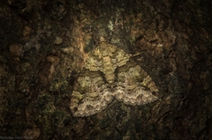 Polyclysta hypogrammata