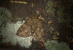 Polyclysta hypogrammata