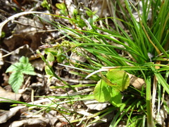 Carex pilulifera