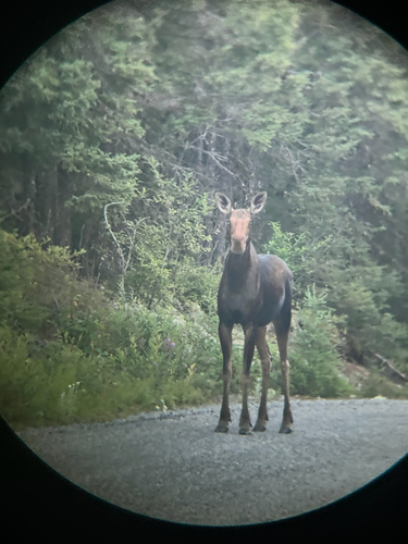 Moose