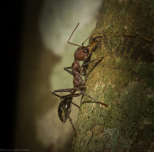 三齿牛蚁Myrmecia tridentata