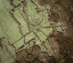 Tamopsis tweedensis