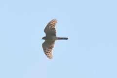 Accipiter ovampensis