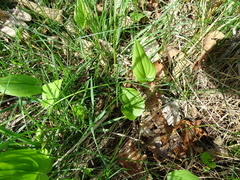 Maianthemum bifolium