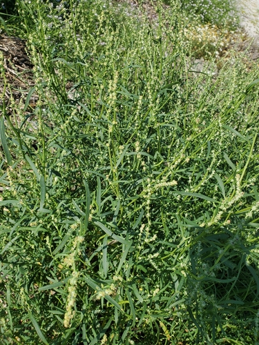 Atriplex littoralis