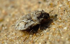 Phimodera humeralis