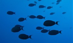 Acanthurus gahhm