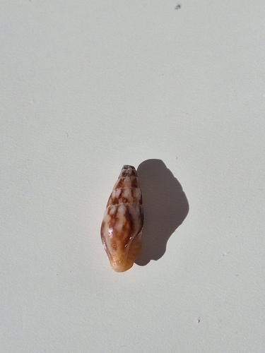 Mitrella scripta observed 2026-08-08