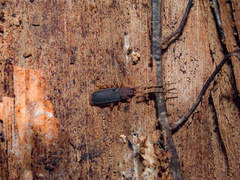 Uleiota dubia