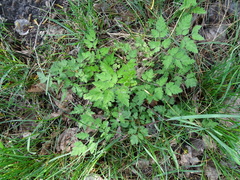 Chaerophyllum temulum