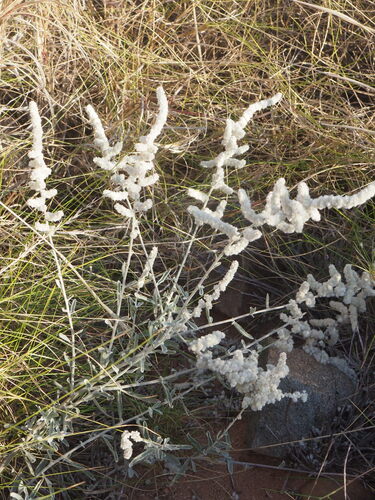 Aerva javanica, photograph 3