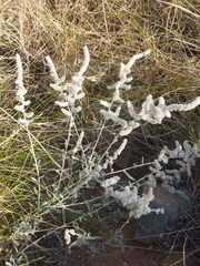 Aerva javanica, photograph (c) Hugo Innes, some rights reserved (CC BY)