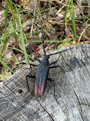 Great capricorn beetle
