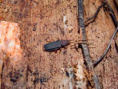 Uleiota dubia