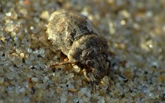 Phimodera humeralis