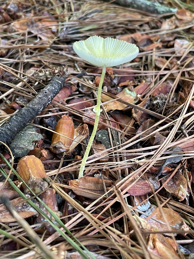 Fragile Dapperling · August 2026 · photo: Photo: (c) Engers, some rights reserved (CC BY) · iNaturalist