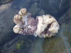 Enteroctopus dofleini