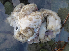 Enteroctopus dofleini