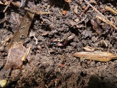 Hesperus baltimorensis