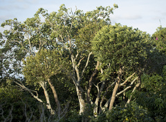 Cussonia sphaerocephala